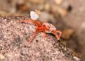 Trombidium_holosericeum_D8278_O_89_Les Gris_Frankrijk